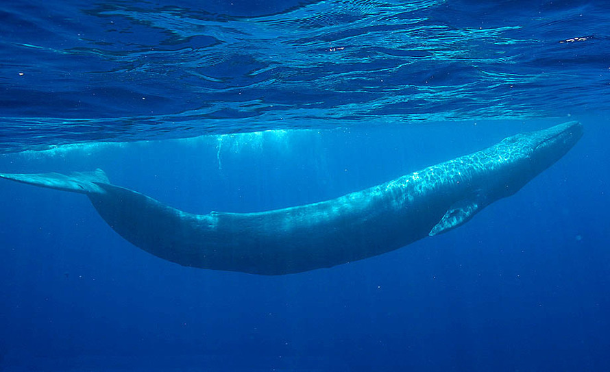 Charateristics and description of Phylum - Blue whales